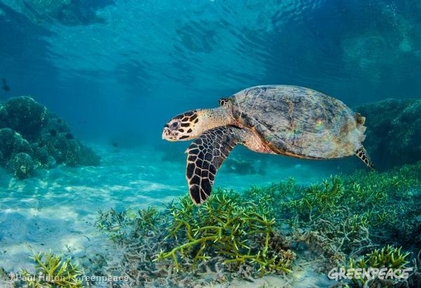 La tortuga verde es otro de los iconos de este ecosistema único.
