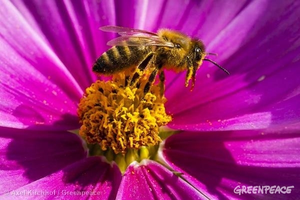 Una abeja sobre una flor en un campo de Alemania.
