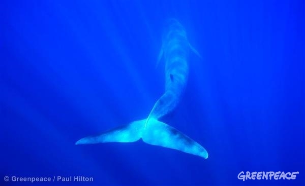 Las ballenas y otros cetáceos sufren las consecuencias de las explosiones submarinas.