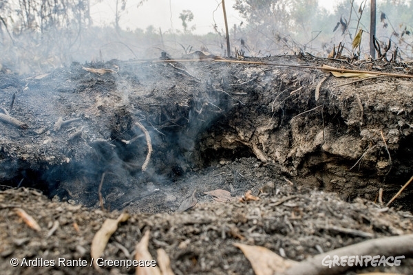 Los incendios, que han destruido las selvas y turberas durante tres meses en Indonesia.