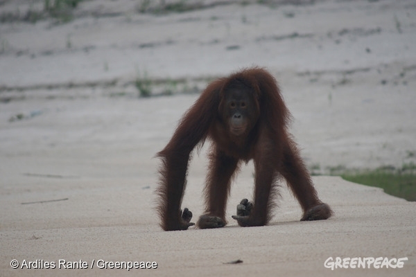 Los orangutanes son una de las especies más afectadas por los incendios en Indonesia.