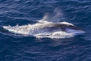Jap&#243;n ignora a Naciones Unidas y vuelve a cazar ballenas