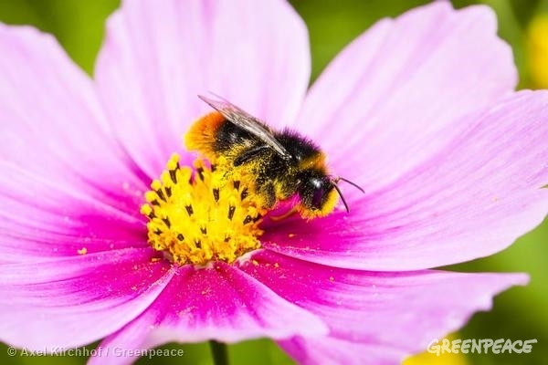 2016, un año clave para las abejas
