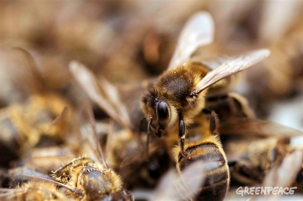 Los neonicotinoides amenazan a las abejas y otros polinizadores.