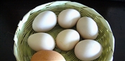 &#191;Por qu&#233; hay plaguicidas en los huevos que comemos?