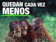 Los orangutanes est&#225;n en peligro