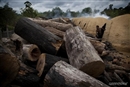 Un paso m&#225;s: la industria del acero se compromete con la Amazonia