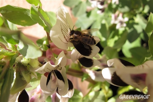 2015 es un año clave para las abejas a nivel europeo