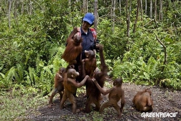 Crías de orangután en la selva