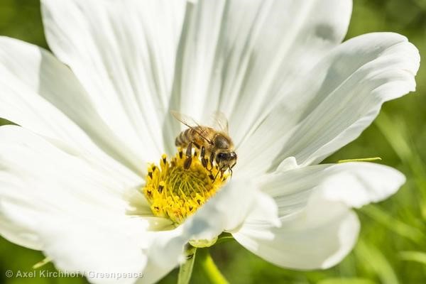 La importancia de las abejas es clave para la producción de alimentos