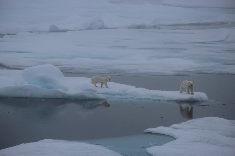 Osos polares en Svalbard