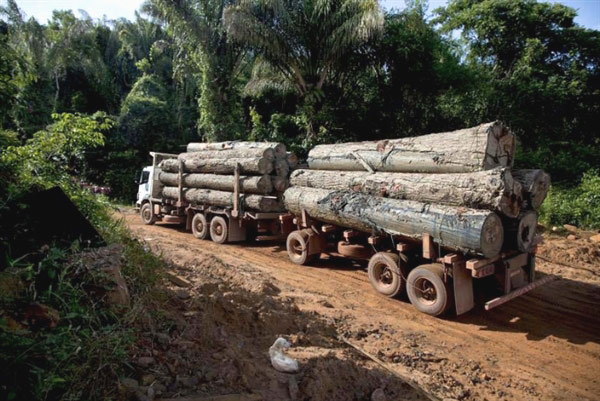 No a la tala ilegal en la Amazonia