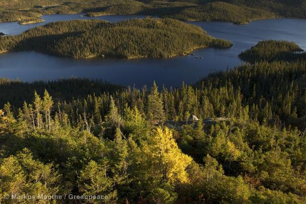 El bosque boreal en peligro