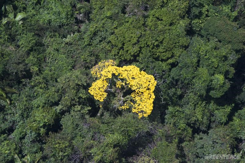 Arbol ipé en Amazonia/ © Greenpeace / Daniel Beltrá