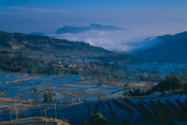 china-paddy-field-rice1.jpg