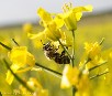 La agricultura catalana es la segunda más amenazada por el actual declive de las abejas y otros polinizadores con una vulnerabilidad del 25%