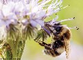 Casi ¾ de los cultivos para consumo humano en España están amenazados por el declive actual de las abejas y otros polinizadores