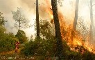 Greenpeace denuncia que la corrupción en la contratación pública de la lucha contra incendios pone en riesgo los montes españoles