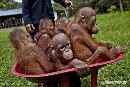 Greenpeace vincula a la multinacional Procter & Gamble con la destrucción de los bosques de Indonesia