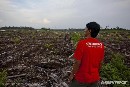 Greenpeace lamenta que el Banco Santander siga sin romper sus vínculos con la deforestación en Indonesia