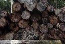 Voluntarios de Greenpeace piden el fin de la utilización de madera de ipe