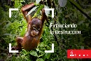 Greenpeace denuncia que el Banco Santander financia la deforestación en Indonesia mientras presume de respeto al medio ambiente
