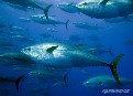 Las marcas de atún y las grandes superficies mejoran sustancialmente en la segunda Guía de Atún de Greenpeace