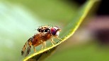 Planes para liberar en España una mosca modificada genéticamente