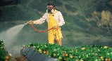 Greenpeace urge a la UE a desarrollar un plan de salida para el herbicida glifosato