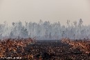 Colgate-Palmolive, Johnson&Johnson y Pepsico, cómplices de la deforestación de Indonesia