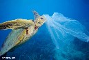 Greenpeace advierte del creciente riesgo de los plásticos en el pescado y marisco