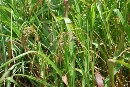 Una nueva maleza pone en jaque la autorización de maíz transgénico en España