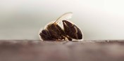 Primer estudio de campo paneuropeo confirma que los insecticidas neonicotinoides dañan a las abejas