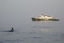 Greenpeace demanda a la ONU santuarios marinos para proteger la amenazada biodiversidad de los océanos
