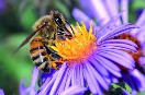 La mayoría de los países de la UE apoya la prohibición parcial de los plaguicidas tóxicos para las abejas