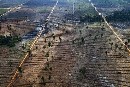 Greenpeace denuncia que el cultivo de aceite de palma es uno de los principales responsables de la deforestación en Indonesia