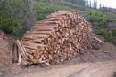 Troncos de eucaliptos en el País Vasco