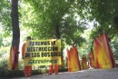Greenpeace denuncia la destrucción de los