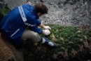 Greenpeace encuentra altos niveles de radiación en algas de la costa de Fukushima