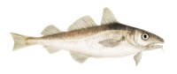 Bacalao del Atlántico (Gadus morhua)