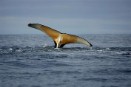 Greenpeace destapa una trama de contrabando de carne de ballena 