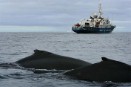Greenpeace lleva el debate de la caza de ballenas al público japonés