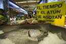 Greenpeace apoya el cierre de la pesquería de atún rojo 