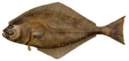 Fletán del Atlántico  (Hippoglossus hippoglossus)