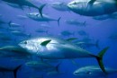 Greenpeace evalúa al sector de las conservas de atún y pide mayor sostenibilidad y transparencia  