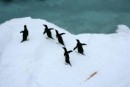 Pingüinos en la Antártida.