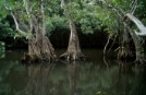 Bosque manglar en San Blas, México.