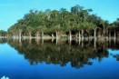 Bosque manglar en Brasil.