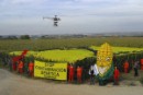 Acción de Greenpeace en un campo de maíz