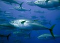 Greenpeace recuerda que la reunión de Cites es la última oportunidad para salvar el atún rojo